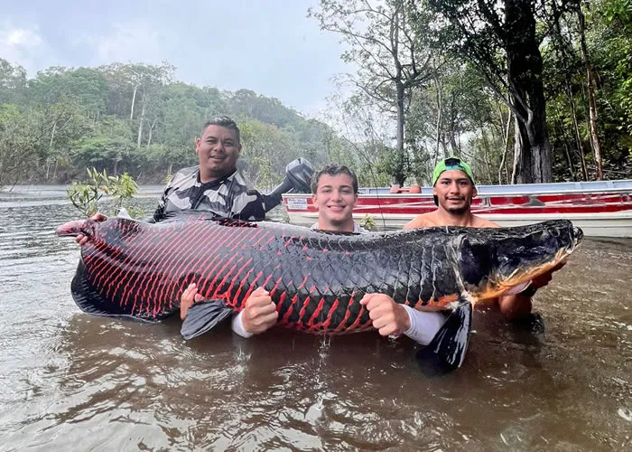 O pirarucu ( Arapaima gigas), conhecido como um dos maiores peixes de água doce do mundo, é um verdadeiro tesouro da biodiversidade amazônica. Contudo, a espécie está ameaçada pela pesca predatória e pela degradação de seu habitat natural.  Na região Amazônica existe muitas pessoas que lutam e que fazem de tudo pela preservação da espécie. , Conservação da fauna Amazônica, Sustentabilidade na Amazônia e , em, Brasil