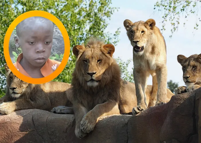 Uma história de coragem e sobrevivência surpreendeu o mundo: um menino de sete anos sobreviveu sozinho durante cinco dias no Parque Nacional de Matusadona, no Zimbábue, uma região conhecida por sua densa população de leões. A jornada do garoto, repleta de desafios, destaca a força humana em meio à natureza selvagem.

, Leões, Parque Nacional de Matusadona e Resgate infantil, em, Brasil