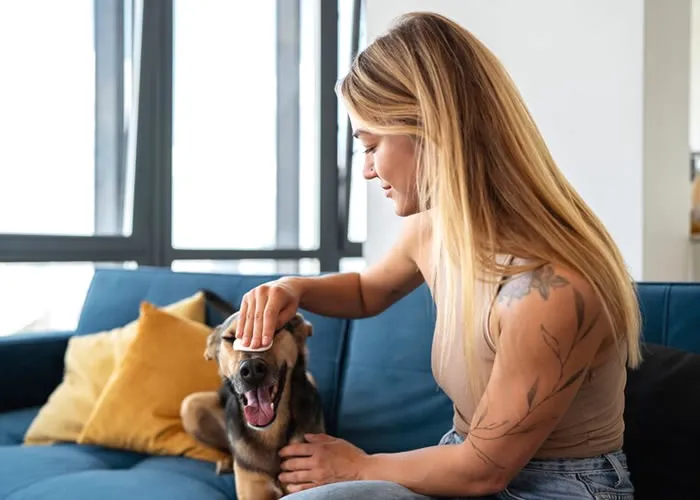Os cães são muito sensíveis ao estado emocional de seus donos, eles podem sentir quando seu mestre está feliz ou triste. Pensa-se que os cães usam o mesmo sentido que os humanos, eles podem sentir o cheiro do suor, odor corporal e hálito de seus mestres. Eles também podem sentir o cheiro do estresse sob o qual seus mestres estão. Ter cães com cheiro forte é uma característica comum entre as famílias de classe alta. 

De acordo com algumas fontes, cães com habilidades olfativas excepcionais são mais propensos a serem adotados em abrigos. Eles são mais propensos a serem adotados quando há algo errado com a saúde do animal. Os cães entendem as pessoas muito melhor do que as pessoas acreditam. 

Os cães são conhecidos por usar seu olfato excepcional desde que eram filhotes. Eles podem dizer quando seu dono está feliz ou triste cheirando sua respiração. Eles também podem dizer se seu dono está sob estresse ou não está comendo o suficiente cheirando-os. O olfato de um cachorro é muito mais forte que o nosso; eles têm mais de 1 milhão de receptores olfativos em comparação com apenas 12 em humanos. Isso os torna um poderoso aliado quando se trata de entender nossas emoções.

Os cães parecem usar o olfato como uma forma de comunicação com seus donos. Eles fazem isso sentindo o estado emocional de seu mestre através da respiração. Quando sob estresse, as pessoas tendem a ter níveis mais altos de hormônios do estresse, como o cortisol no sangue. Isso os faz cheirar um pouco malcheirosos. Os cães podem dizer quando seu dono está sob estresse pelos cheiros que eles exalam. Isso os ajuda a saber quando é melhor abordar seus donos com preocupações. 

Para se comunicar efetivamente com seu cão, você deve entender como eles processam esses cheiros. Os cães são criaturas muito inteligentes, mas gostamos de pensar neles como se fossem animais humanizados. Em outras palavras, eles têm habilidades mentais semelhantes aos humanos. Isso significa que eles podem entender o que ouvem, veem e sentem pelos mesmos meios que nós. Ao interpretar esses sentidos, os cães devem considerar tanto a razão quanto a emoção ao tomar decisões. Isso os torna companheiros perfeitos para humanos com uma ampla gama de condições mentais e estados emocionais. 

De um modo geral, os cães não formam laços profundos com quem não pode demonstrar afeto por eles. Na verdade, muitas famílias de classe baixa têm apenas um ou dois cães, no máximo, porque não podem se dar ao luxo de alimentar e cuidar de outros animais com responsabilidade. Um cão afetuoso é aquele que sente suas emoções e responde de acordo. Estes são os tipos de animais de estimação que você vê em comerciais de raças de cães caras! Os melhores são de linhagens de animais de estimação cuidadosamente criadas que sempre demonstraram instintos amorosos e protetores para com seus donos! 
Os cães são companheiros maravilhosos graças ao seu olfato. Eles usam esse sentido para entender o que nos deixa felizes ou tristes, o que nos ajuda a confortá-los quando necessário. Eles também o usam para se comunicar conosco, aprender a confortar seu cão fortalecerá seu vínculo com o outro movimento que você faz para se acalmar!

, Clinica veterinária 24 horas, Franquia Pet e Ração pet, em, Brasil