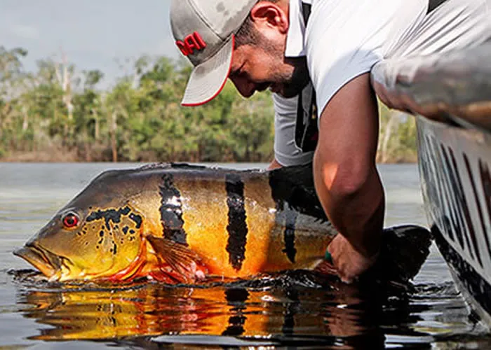 Com o objetivo de ampliar os negócios ligados ao turismo e, com isso, fortalecer cada vez mais o setor, a Embratur participou, nesta quinta-feira (18/08), da 1ª Feira de Pesca Esportiva, Ecoturismo e Turismo de Aventura. Durante a cerimônia de abertura do evento, em Manaus (AM), a Agência esclareceu as principais iniciativas voltadas para o turismo de pesca e debateu oportunidades de negócios.

Realizada pelo Conselho de Desenvolvimento Econômico, Sustentável e Estratégico de Manaus (Codese Manaus), com apoio da Prefeitura de Manaus, Governo do Amazonas e Ministério do Turismo, a feira busca promover negócios entre empreendedores regionais e evidenciar o potencial de turismo da Floresta Amazônica. A programação vai até o próximo sábado (20/08), no Centro de Convenções do Amazonas Vasco Vasques.

O assessor da Gerência de Natureza da Embratur, Alisson Andrade, abordou durante sua palestra a estratégia da Embratur para o turismo de natureza, com participação em feiras internacionais, promoção de parques nacionais, além de presença em eventos temáticos, como o da pesca esportiva. Também foi ressaltado o Acordo de Cooperação Técnica da Embratur com a Associação Nacional de Ecologia e Pesca Esportiva (Anepe), que busca desenvolver o turismo de pesca esportiva no Brasil, seja em rios ou mares, atraindo turistas de fora do país.

De acordo com dados do Banco Mundial (2019), a pesca esportiva é responsável pela receita de 200 bilhões de dólares e emprega cerca de 700 milhões de pessoas. No Brasil, segundo a Associação Nacional de Ecologia e Pesca Esportiva (Anepe), cerca de oito milhões de pessoas têm o hábito de pescar, sendo a pesca esportiva responsável por movimentar R$ 3 bilhões por ano, gerando cerca de 200 mil empregos diretos e indiretos.

Feira internacional

Em julho, a Embratur participou da International Convention of Allied Sportfishing Trades (ICAST), a maior feira de pesca esportiva do mundo, com mais de 70 países participantes. Em Orlando, nos Estados Unidos, a Agência se reuniu com importantes operadores do setor e debateu oportunidades de negócios. O encontro serviu para aproximar os operadores brasileiros e os norte-americanos e posicionar o Brasil como um dos líderes do turismo de natureza do mundo., Pacote pesca tucunaré, Lifestyle - Dicas de Destino e Pesca no pantanal , em, Brasil