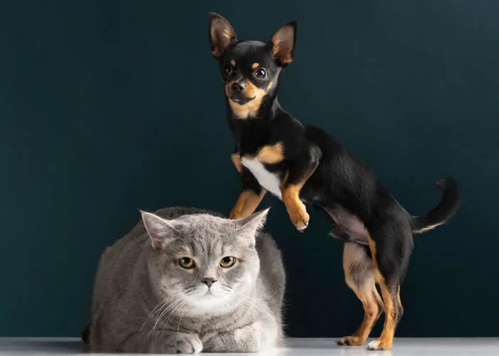 Já está disponível o Guia de Uso Racional de Antimicrobianos para Cães e Gatos. 

Lançado pelo Ministério da Agricultura, Pecuária e Abastecimento, e divulgado nesta sexta-feira (24), o documento trata do uso responsável e prudente dos antimicrobianos em animais, com objetivo de orientar e uniformizar os procedimentos adotados pelos médicos veterinários no país.

O guia pode ser encontrado no site: gov.br/agricultura.

Entre os temas abordados estão: perfil de resistência antimicrobiana no ambiente hospitalar de cães e gatos; principais classes de antimicrobianos na clínica entre outros.

O Guia faz parte das ações da pasta relativas ao Projeto Trabalhando Juntos para Combater a Resistência aos Antimicrobianos.

Segundo o ministério, a resistência bacteriana é um evento natural, porém o uso indevido e excessivo de antimicrobianos representa uma ameaça iminente para a saúde pública mundial., Petz online, Assinatura Petz e  Veterinário Com Plantão 24h, em, Brasil