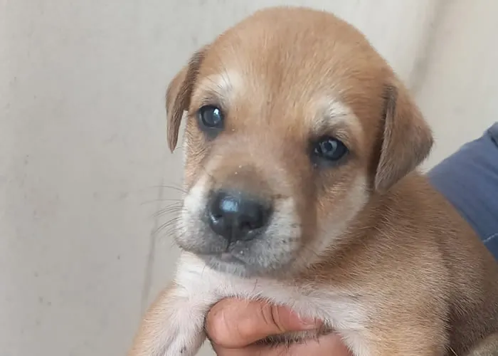 Essa escolha traz consigo uma transformação profunda, tanto para o animal quanto para a família que o recebe. Ao longo dos anos, percebi que a adoção de animais vai muito além da simples responsabilidade de dar comida e abrigo; ela envolve, principalmente, a criação de uma conexão emocional que pode mudar para sempre a vida de todos os envolvidos. 

Veja a a importância de adotar um animal doméstico, como essa decisão pode impactar positivamente a sociedade e o papel de cada um de nós nesse processo de acolhimento., Responsabilidade, Impacto social e , em, Brasil