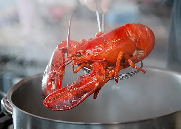 As lagostas são uma das poucas criaturas que ainda matamos pessoalmente em nossas próprias cozinhas. 

Além de caranguejos e lagostins, a maioria das outras carnes chega na cozinha pré-embalada. Mas esses três animais você deseja comer o mais fresco possível.

Colocar uma lagosta em uma panela de água fervente é a maneira mais simples de matá-la. Se a água estiver fervendo, e deveria estar, você mata a lagosta em alguns segundos.

Mas enfiar um espigão, ou provavelmente uma faca, em sua cabeça apresenta um passo extra onde você pode se atrapalhar. Esta ainda é uma criatura viva, ela se move, e tem uma concha inclinada que se destina a protegê-la de coisas como facas.

Se você tentar esfaquear o cérebro, poderá se cortar. Se você apenas jogar a lagosta na panela, você se safa.

O que dizem os especialistas:

Novo apelo de veterinários para proibição

Ser fervido vivo é o destino horrível de caranguejos e lagostas, que depois de horas com as garras amarradas acabam em pratos gourmet . E mesmo a ciência nos diz que eles sofrem (se necessário). Agora vem um novo apelo da British Veterinary Association , pedindo aos chefs que acabem com essa prática absurda.

as lagostas sofrem quando são imersas ainda vivas em água fervente. Não são os ativistas dos direitos dos animais que dizem isso, mas os cientistas Bob Elwood e Barry Magee, da Queen’s School of Biological Sciences, que apelaram para chefs e trabalhadores da indústria de alimentos e aquicultura após seu estudo científico que já provou isso em 2013:

Se eles tiverem que acabar em um prato, os veterinários da British Veterinary Association pedem aos chefs que atordoem os animais e não os joguem vivos em água fervente. Isso já acontece em vários países como Suíça, Noruega, Áustria e Nova Zelândia.

Em janeiro de 2018, a Suíça aprovou lei inédita que proíbe o preparo de lagostas e outros crustáceos usando a técnica de cozimento em água fervente enquanto os animais ainda estão vivos. A regra prevê que essa espécie de animal deve ser atordoada antes de levada à panela e também não pode ser transportada em caixas de gelo.

O que motivou a legislação suíça é a possibilidade de que esses animais sejam sencientes, ou seja, sintam dor.

Em países como a Itália, porém, a prática está consolidada, a única coisa proibida continua sendo o transporte desses crustáceos em caixotes de gelo picado ou imersos em água fria, a favor do transporte em caixotes de água salgada, ou “em condições o mais próximas possível de seus ambiente natural ”, conforme indicado pelo Tribunal de Cassação que equiparou a conservação“ em estado de detenção e sofrimento ”a todos os outros maus-tratos de animais puníveis de acordo com as disposições do código penal.

A Diretriz Brasileira de Prática para o Cuidado e a Utilização de Animais para Fins Científicos e Didáticos (DBPA) e a Lei nº 11794, de 2008, que estabelece procedimentos para o uso científico de animais, considera como animal qualquer vertebrado vivo não humano, das espécies classificadas no filo Chordata, subfilo Vertebrata. “Isso significa que a legislação em vigor no Brasil não é relativa a animais invertebrados (como os caranguejos e insetos), mas apenas a espécies pertencentes aos grupos dos peixes, anfíbios, répteis, aves e mamíferos”, afirma Marcelo Pinheiro, biólogo marinho da Unesp São Vicente.

Maisie Tomlinson, da Crustacean Compassion, disse: “Nós nos consideramos uma nação de amantes dos animais, mas os caranguejos e as lagostas são os animais esquecidos da Grã-Bretanha. O que acontece com eles no massacre é cruel e inaceitável. A menos que esses animais tenham sido atordoados eletronicamente, pode levar até três minutos para um caranguejo morrer em água fervente e ainda mais para uma lagosta.

A associação veterinária também pede proteção para polvos e lulas, mas também para peixes capturados com redes de arrasto comerciais. Por anos, petições foram lançadas para parar esse horror

Por: Pensar Contemporâneo, em https://www.pensarcontemporaneo.com, Restaurantes de peixes, Pratos de camarão  e Receitas com peixes e frutos do mar:, em, Brasil