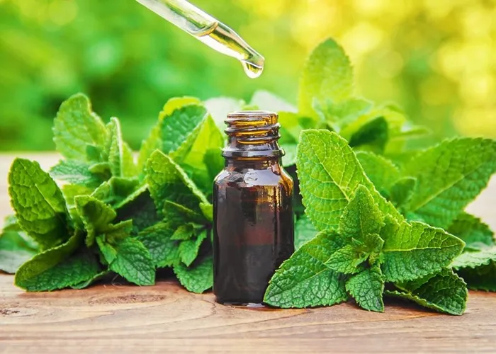 Anvisa lança cartilha e folder para informar a população sobre o uso de fitoterápicos e plantas medicinais.

Um dos objetivos e ajudar a identificar se um produto está ou não em situação regular, e alertar para as precauções que devem ser tomadas e os danos que um produto irregular pode causar à saúde.

A Agência Nacional de Vigilância Sanitária lembra que o mau uso de fitoterápicos pode ocasionar sérios problemas de saúde. E alerta para o risco da falsa crença de que os produtos naturais não fazem mal.

A agência reguladora vai promover uma campanha de esclarecimento sobre fitoterápicos e plantas medicinais em suas redes sociais. , Mudas de Pitaya Amarela, Frutíferas Raras e  Medicina Alternativa, em, Brasil