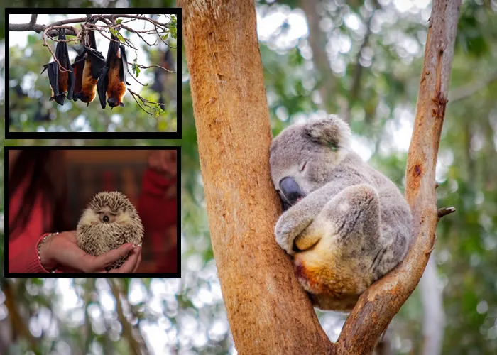 
Dormir é uma necessidade de todos os seres vivos, uma lei da natureza com a qual todos se deparam. É possível encontrar uma forma de sono até nas bactérias! Talvez você já tenha se perguntado: como dormem os peixes ou as girafas? Eles têm ciclos semelhantes aos nossos? Descubra na galeria!

A variação dos ciclos do sono nos animais

Mas os ciclos do sono variam completamente de animal para animal, tanto em duração quanto em profundidade. Algumas técnicas para dormir são admiráveis!


Morcego

O morcego tem uma peculiaridade: dorme de cabeça para baixo. A postura é ideal para este pequeno mamífero voador, pois suas pernas são muito fracas para mantê-lo ereto. Graças a um tendão localizado nas suas garras, ele não gasta energia para ficar pendurado. Esta postura também permite que ele escape de predadores no chão, como o gato ou a cobra. É assim que o morcego dorme cerca de 20 horas por dia.


Ouriço

Este animal semi-noturno dorme a maior parte do dia e costuma caçar à noite. Já nos dias frios, seus hábitos mudam, pois ele é capaz de hibernar. A partir de outubro, o ouriço armazena até 40% de sua massa corporal e faz um pequeno ninho aconchegante, abrigado do frio e da chuva, para passar o inverno. Suas necessidades fisiológicas diminuem, bem como sua respiração, e ele entra em fase de hibernação, durante quase quatro meses.


, ,  e , em, Brasil