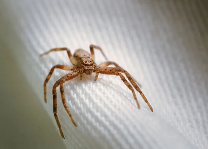 Os acidentes provocados por aranhas são responsáveis pelo terceiro maior número de notificações de ocorrências com animais peçonhentos. A informação consta no Boletim Epidemiológico e foi divulgada esta semana pelo Ministério da Saúde. A publicação reúne dados do panorama de eventos com esses aracnídeos no Brasil, no período de 2017 a 2021.

As informações coletadas pelo Sistema de Informação de Agravos de Notificação (SINAN) apontam que dos quase 1,3 milhão de acidentes por animais peçonhentos notificados em cinco anos de estudo, mais de 168 mil, cerca de 12,97% dos casos, foram ocasionados por aranhas. As aranhas capazes de causar acidentes graves ou mesmo óbitos, presentes no Brasil, são as aranhas-marrom (gênero Loxosceles), aranhas-armadeiras (gênero Phoneutria) e as viúvas-negras (gênero Latrodectus). Todas podem viver dentro ou perto de casa.

A região Sul foi a responsável pelo maior número de notificações de acidentes por aranhas, 53,54% do total. O estado do Paraná alcançou o maior número de casos, com 45 mil ocorrências, uma porcentagem de 26,73% do total de casos do país.

Durante o período estudado, 2019 foi o ano em que houve mais registros de acidentes, um total de 38.961 casos. Entre 2020 e 2021, em meio à pandemia de Covid-19, houve redução nos registros. Uma hipótese para essa diminuição pode ser a maior preocupação da população com a limpeza doméstica e o receio de exposição ao SARS-CoV-2 na busca de hospitais em caso de acidente.

No total do período de estudo, foram notificados 92 óbitos. A maior taxa de letalidade foi em Roraima, com 1,15% das ocorrências. Desde 2016, o Ministério da Saúde traz recomendações no Guia de Vigilância em Saúde, para que os estados e municípios investiguem os óbitos por acidentes por animais peçonhentos, no intuito de identificar possíveis falhas na assistência ou na vigilância que levaram a esse desfecho.

O documento apresenta recomendações para as vigilâncias estaduais e municipais. Os indicadores do Boletim Epidemiológico, além de apresentar o cenário, fornecem subsídios para a tomada de decisões sobre a destinação de recursos financeiros e capacitação de profissionais capacitados, o que contribui para reduzir os casos, Compre Animais peçonhentos,  Curso Animais Peconhentos e Captura de peçonhentos, em, Brasil
