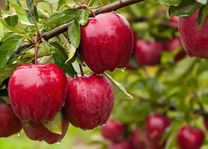 O Ministério da Agricultura, Pecuária e Abastecimento descartou nesta terça-feira pouco mais de 64 mil litros de suco de maçã e mais de 4 mil e 600 quilos de suco concentrado de maçã fraudados. Os produtos foram jogados num aterro sanitário na região da Zona da Mata de Minas Gerais., Guia Alimentar definitivo, Receita pra secar e Livro receita sucos, em, Brasil
