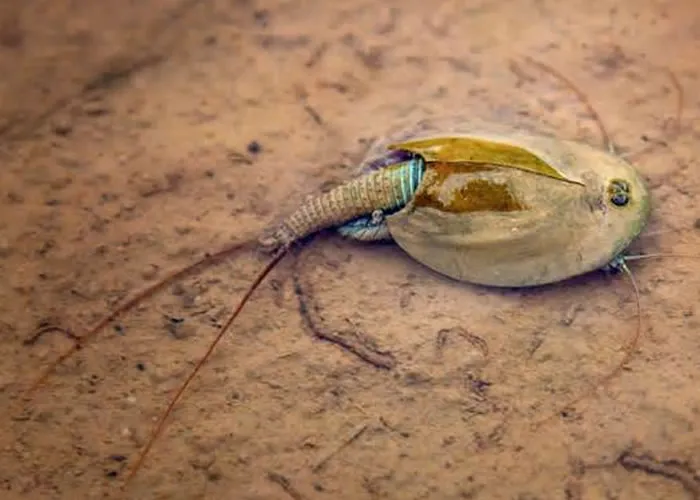 Veja o momento em que um turista aventureiro explorando o The Wave no Arizona (EUA), em 23 de dezembro, tropeçou em uma piscina de água contendo crustáceos raros conhecidos como Triops. Esses minúsculos camarões semelhantes a girinos são um fóssil vivo, que remonta a centenas de milhões de anos, ao período Jurássico e ao antigo supercontinente Gondwana., Tripadvisor, Pacote de turismo e Comprar ouro, em, Brasil
