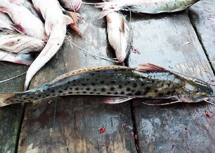 A Secretaria de Aquicultura e Pesca do Ministério da Agricultura, Pecuária e Abastecimento prorrogou por um ano, a moratória da pesca e comercialização do peixe piracatinga em todo o território nacional. A portaria com a decisão foi publicada no Diário Oficial da União desta quinta-feira (23). 

A medida vale até o dia 2 de julho de 2023 e proíbe a pesca, a retenção a bordo, o transbordo, o desembarque, o armazenamento, o transporte, o beneficiamento e o comércio dessa espécie.

A proibição não se aplica para a captura da piracatinga com fins de pesquisa científica, desde que autorizada pelo órgão ambiental competente, e para a pesca de subsistência limitada a 5 kg da espécie para consumo da família do pescador., Pescaria no alto mar, Pesca do tucunaré e Cabanas Flutuantes no rio , em, Brasil