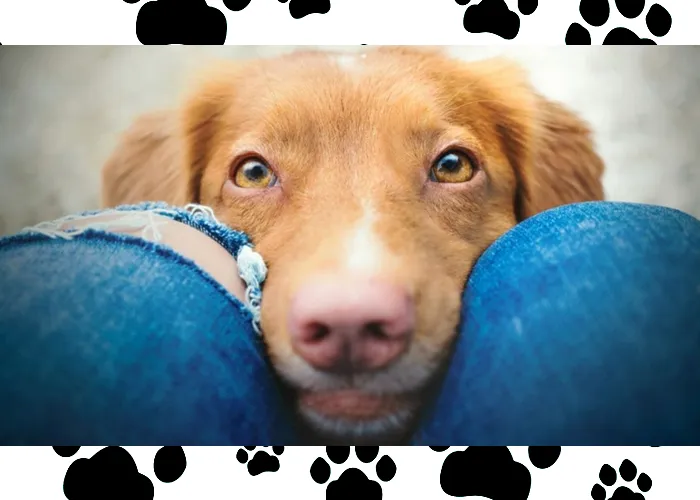 Mas e quando têm esse comportamento com os humanos? Dá no mesmo! Quando um cão cheira as partes íntimas de uma pessoa é porque quer saber algo mais sobre nós.

E ele coloca o focinho nas partes íntimas porque as glândulas sudoríparas do homem não estão em todo o corpo, mas sim nas axilas e na virilha, então o instinto é ir direto para essa região anatômica.

Se o cão faz isso com estranhos é para ter informações sobre a pessoa, se faz com os seus donos é apenas para saber como está o humor do dono naquele momento.

Não é, portanto, nenhum tipo de atitude estranha, mas consonante com a sua natureza.

Em particular, os cães tendem a cheirar as partes íntimas das mulheres durante o ciclo menstrual, quando deram à luz ou estão amamentando, ou quando estão no período da ovulação ou, em geral, de pessoas que tiveram relações sexuais.

A razão é clara: o cheiro das feromonas é mais forte e mais consistente., Ração Super Premium, Alimentos Super Premium e Graduação veterinária , em, Brasil