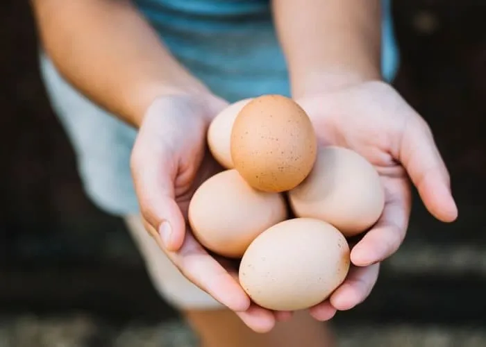 O ovopode ser incluído em uma dieta equilibrada para ajudar na perda de peso e no controle da gordura abdominal. Aqui estão algumas razões pelas quais o ovo pode ser benéfico.

Proteína Os ovos são uma excelente fonte de proteína de alta qualidade. A proteína é importante para a construção e manutenção da massa muscular, o que, por sua vez, pode ajudar a acelerar o metabolismo e a queimar mais calorias.

Saciedade

A proteína e a gordura saudável nos ovos podem ajudar a aumentar a sensação de saciedade, reduzindo o desejo por lanches não saudáveis e controlando a ingestão calórica total.

Baixas Calorias

Os ovos são relativamente baixos em calorias, tornando-os uma opção saudável para adicionar à sua dieta quando se está tentando perder peso.

Nutrientes Essenciais

Os ovos contêm uma variedade de nutrientes essenciais, como vitaminas B, colina e antioxidantes como a luteína e a zeaxantina.

, Receitas Incríveis ..., Ebook de receitas e Curso Nutrição, em, Brasil
