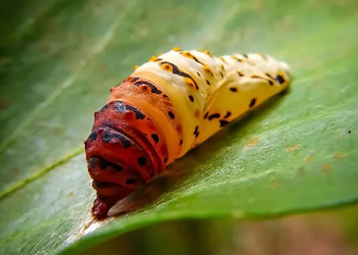 Com a chegada do verão, os dias ensolarados e quentes trazem não apenas momentos de lazer, mas também alguns riscos escondidos na natureza. 

Entre eles, o aumento de acidentes causados por lagartas, pequenas criaturas que, embora pareçam inofensivas, podem representar um perigo significativo para humanos e plantas. Vamos compreender seus impactos e aprender como lidar com elas de forma segura.


, Prevenção no verão, Controle de lagartas e Acidentes com lagartas, em, Brasil