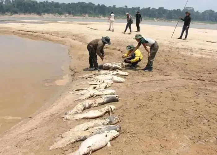 A seca prolongada na região amazônica pode ter impactos significativos na atividade pesqueira, afetando tanto a vida dos pescadores locais quanto o ecossistema aquático da região. Vou destacar alguns dos principais pontos relacionados a essa questão:

Redução do nível dos rios com a seca prolongada pode causar a redução do nível dos rios amazônicos, tornando-os mais rasos e estreitos. Isso dificulta a navegação e a captura de peixes, uma vez que muitos deles migram para águas mais profundas durante períodos secos.

Mortalidade de peixes com a diminuição do volume de água nos rios pode levar à concentração de peixes em áreas menores, tornando-os mais vulneráveis a predadores e à captura pelos pescadores. Além disso, a redução do oxigênio dissolvido na água devido à baixa profundidade pode causar a mortalidade de peixes.


Prejuízos econômicos sendo que a pesca é uma importante fonte de subsistência e renda para muitas comunidades na região amazônica. Quando a atividade pesqueira é afetada pela seca, as famílias que dependem dela enfrentam dificuldades econômicas.

Impacto ambiental com a seca prolongada também pode resultar em danos ao ecossistema aquático da Amazônia. A diminuição dos níveis de água pode causar a morte de plantas aquáticas, afetar a reprodução de peixes e outros organismos aquáticos, e até mesmo levar a mudanças na composição das espécies na região.

, Kit de pesca, Conjunto de pesca e Conjunto Molinete 4000, em, Brasil