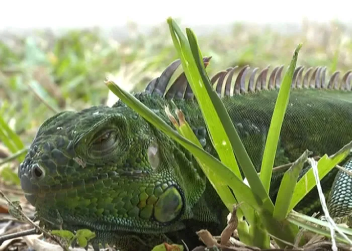 Cenas curiosas no sul da Flórida: iguanas caem das árvores imobilizadas por causa do frio intenso. Apesar de parecerem mortos ou congelados, os répteis vão sobreviver e ‘descongelar quando a temperatura subir novamente., Guia do Sea-World Parks, Guia Parques Orlando e Flórida Tour, em, Brasil
