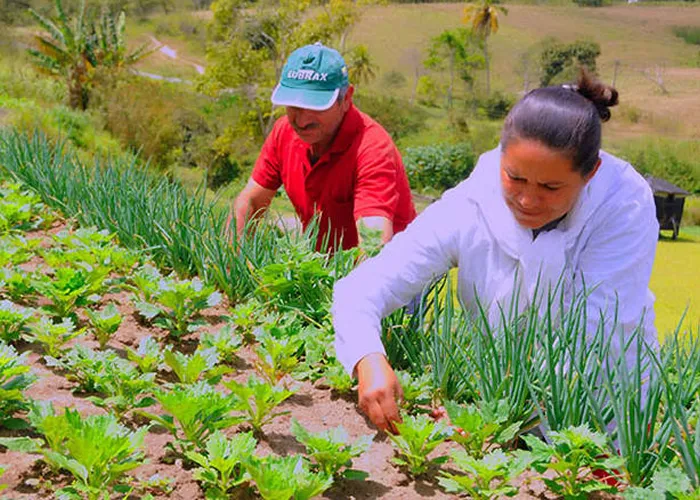O presidente da República. Jair Bolsonaro, editou , Programa Nacional de Fortalecimento da Agricultura Familiar, por produtores de municípios afetados por seca ou estiagem no estados do Mato Grosso do Sul, Paraná, Santa Catarina e Rio Grande do Sul.

O benefício será destinado aos pequenos produtores rurais da agricultura familiar de cidades que decretaram emergência ou estado de calamidade pública e que não tenham cobertura do Proagro – Programa de Garantia da Atividade Agropecuária ou Seguro., Crédito Rural , Crédito para custeio agrícola e pecuário e Começar no Agronegocio , em, Brasil